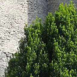 Саджанець Agro-Market Тис ягідний (контейнер Р9) (39001)