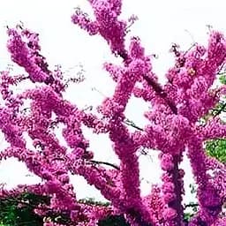 Саджанець Agro-Market Церцис Канадський (багрянник) (48898)