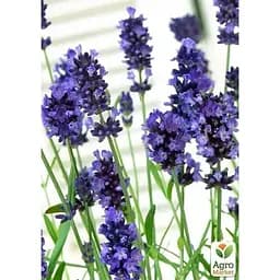 Саджанець Agro-Market Лаванда англійська вузьколиста Манстед (Munstead) (44330) 1 шт. в упаковці - мініатюра 3