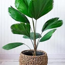 LMTD Пальма веерная Agro-Market Licuala 40-60 см (186159) 1 саженец в упаковке (комнатный) Нидерланды