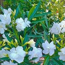 Саджанець Agro-Market Олеандр білий White Lady (62180)