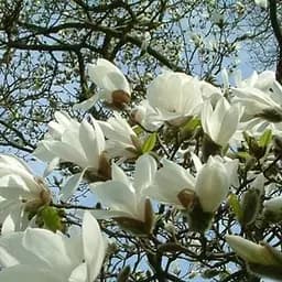 Саджанець Agro-Market Магнолія Cobus (42924)