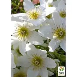 LMTD Клематис Agro-Market Joe 4-річний (висота 90-110см) (185108) 1 саджанець в упаковці Нідерланди