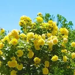 Троянда штамбова Agro-Market Чуттєва квітка Sensual Blossom саджанець класу АА+ вищий сорт 1 шт. в упаковці (103576)