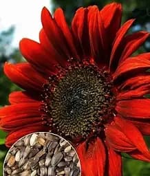 Насіння Весна Соняшник Червоне сонечко, на вагу, ціна за 3 г (33087)