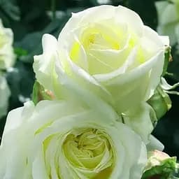 Троянда плетиста Agro-Market Келін Calin зеленувато-біла преміальний сорт з величезними густомахровими квітками 1 шт. в упаковці (50000)