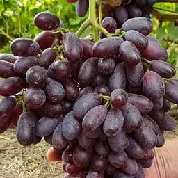 Саджанець Agro-Market Виноград Князь Трубецькой (велика довга ягода з тонкою шкіркою) 1 шт. в пакуванні (61670)