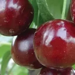 Саджанець Agro-Market Вишня Зустріч (літній сорт, ранній термін дозрівання) (21362) 1 шт. в упаковці