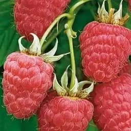 Малина Agro-Market "Полонез" (ремонтантный высокоурожайный сорт польской селекции) 1-летний саженец (189509) 1 шт в упаковке