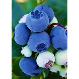 Саджанець Agro-Market Лохина (чорниця садова) Спартан (середній термін дозрівання, високостійкий до хвороб) 1 шт. в упаковці (20759)