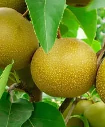 Саженец Agro-Market Азиатская груша Миллениум (красивая бронзовая кожура, суперсоковый сорт) 1 шт. в упаковке (175140)