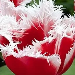 Тюльпан "Canasta" 3 шт (17145)