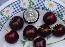 Саджанець Agro-Market Вишня карликова куляста чорна Великоплідна (Large-fruited) (угорська селекція, преміальний морозостійкий сорт) 1 шт. в упаковці (37370) - мініатюра 2