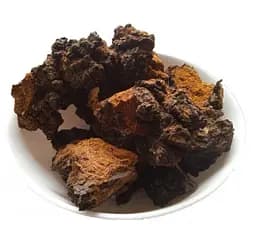 Чага Березовий гриб Inonotus obliquus