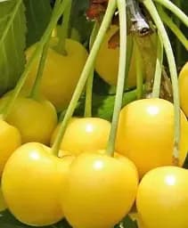 Саджанець Agro-Market Черешня жовта Визнання (середньостиглий термін дозрівання) 1 шт. в упаковці (25908)