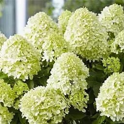 Саженец Agro-Market Гортензия метельчатая лайм Круазет (Croisette) (морозостойкий сорт) (103405)