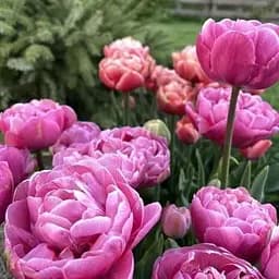 Тюльпан «Amazing Grace» (181241) 2 шт