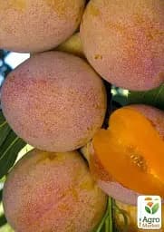 Саджанець Agro-Market Слива Суперіор (літній сорт, середній термін дозрівання) 1 шт. в упаковці (40010) - мініатюра 2
