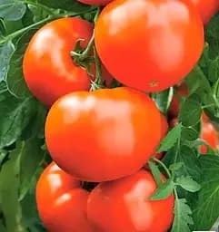 Насіння Весна на вагу Томат Леді Досконалість ціна за 1 г (178273)