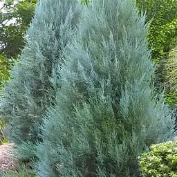 Ялівець скельний "Moonglow" (ком/сітка) висота 170-190 см (188435) 1 саджанець