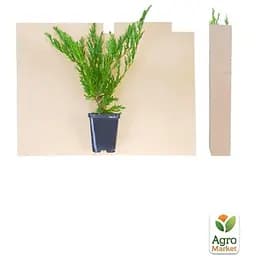 Саджанець Agro-Market Ялівець лускатий Hunnetorp (контейнер Р9, висота 10-12 см) (39025) - мініатюра 2