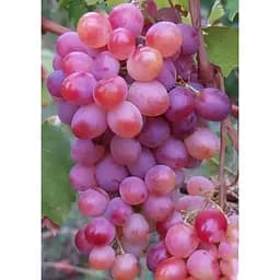 Саджанець Agro-Market Виноград Пам'яті батька (ранньо-середній термін дозрівання) 1 шт. в упаковці (25530)