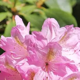 Саджанець Agro-Market Рододендрон гібридний Scintillation (Сцинтілейшн) (177746)