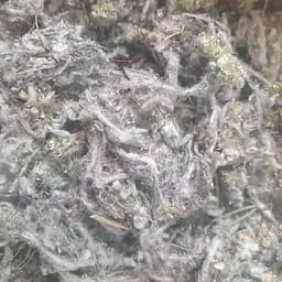 100 г таволга/гадючник цвет сушеный - свежий урожай