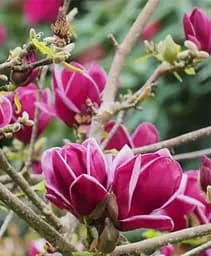 Магнолія Agro-Market Genie щеплена 4-річна суланжа висота 60-80 см 1 саджанець в упаковці