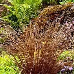 Саджанець Agro-Market Осока Буханана Firefox вазон С2, висота 20-40 см (153288) 1 шт. в упаковці