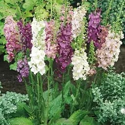 Вербаскум "Римські свічки" (Зіпер) Весна 0.5г (184441)