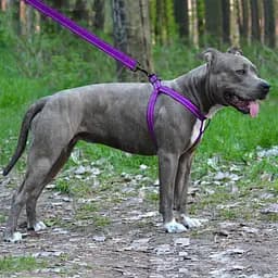 Шлея для собак Barksi Active світловідбивна (обхват грудей 58-71 см ширина 2.5 см) фіолетова - мініатюра 5