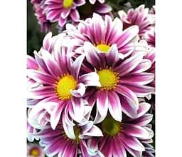 Саджанець Agro-Market Хризантема мультифлора куляста Fanfan Light (112828) 1 шт. в упаковці