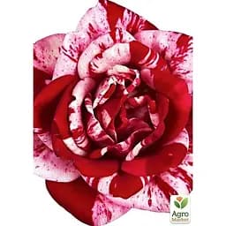 Саджанець Agro-Market Троянда чайно-гібридна ПаПаджена (клас АА +) вищий сорт (17673) 1 шт. - мініатюра 3