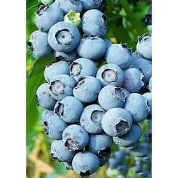 Саджанець Agro-Market Лохина (садова чорниця) Блюголд (Bluegold) (ранній термін дозрівання, зимостійкий і стійкий до хвороб сорт) 1 шт. в упаковці (21309)