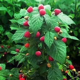 Саджанець Agro-Market Малинове дерево Пінгвін 1 шт. в пакуванні (37025)