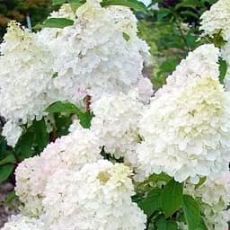 Саженец Agro-Market Гортензия метельчатая Diamantino (контейнер P9) (102147)
