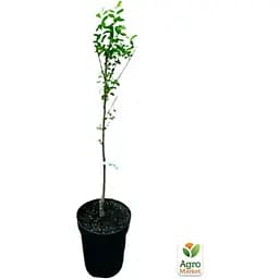 Саджанець Agro-Market Слива диплоїдна Анжеліно укорінена в контейнері (саджанець 2 роки) (156443) - мініатюра 3