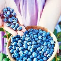 Саджанець Agro-Market Лохина (чорниця садова) 2 роки Ласка (ранній термін дозрівання) С2 висота 50-60 см 1 саджанець (178690)