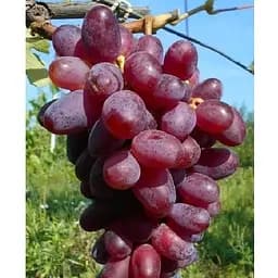 Саджанець Agro-Market Виноград десертний Мрія (солодкий гармонійний) (183969) 1 шт.