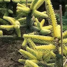 Саджанець Agro-Market Ялиця 3-х річна східна Aurea висота 20-30 см (166986)