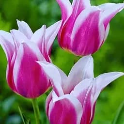 Тюльпан "Claudia" (лилиоцветный) (186175) 2 шт