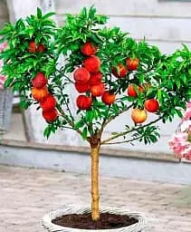 Саджанець Agro-Market Персик колоновидний Медовий 1 шт. в упаковці (52685)