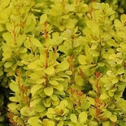 Саженец Agro-Market Барбарис Тунберга Golden Torch (176755)