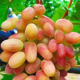 Саженец Agro-Market Виноград Оригинал (средне-поздний срок созревания, длительный срок хранения ягод) 1 шт. в упаковке (20080)