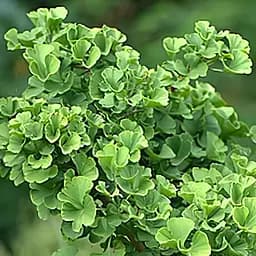 Саджанець Agro-Market Гінкго білоба Дволопатеве (вік 3 роки) (38233)