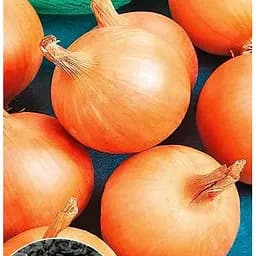 Насіння Весна на вагу Цибуля Галичанка ціна за 5 г (177343)