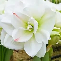 Гиппеаструм махровый "White Amadeus" (Амариллис) (177193) 1 шт