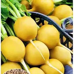 Насіння Весна на вагу Редис Злата ціна за 10 г (47093)