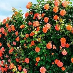 Троянда плетиста Agro-Market Вестерленд Westerland саджанець класу АА+ вищий сорт 1 шт. в упаковці (178157)